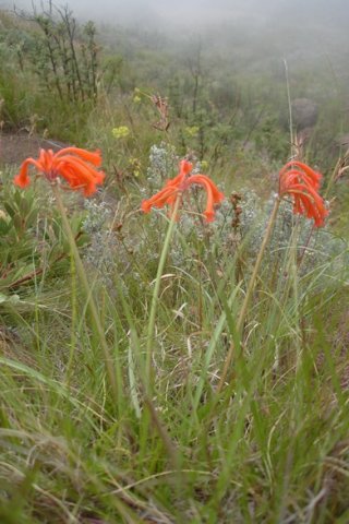 Cyrtanthus epiphyticus in habitat